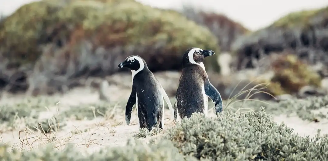 Penguins